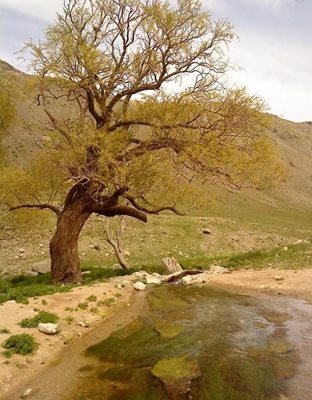دلیجان-پناهگاه-حیات-وحش-جاسب-28224