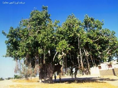 قشم-درخت-لور-29854