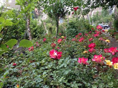 تهران-فروشگاه-گل-و-گیاه-یاس-53046