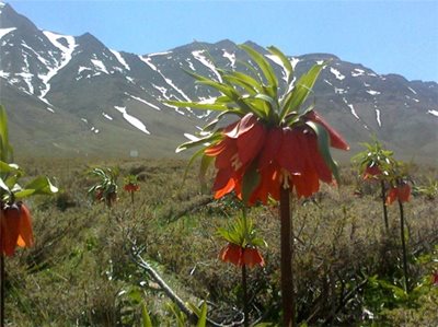 خوانسار-منطقه-حفاظت-شده-گلستان-کوه-36607