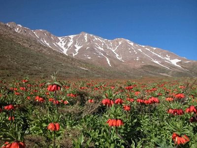 خوانسار-منطقه-حفاظت-شده-گلستان-کوه-36611