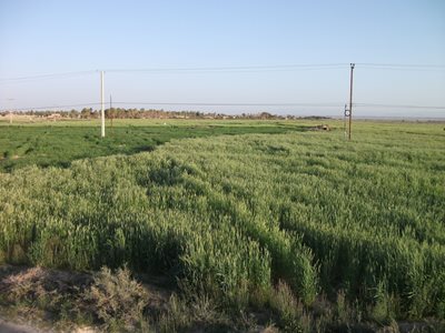 بمپور-روستای-میرآباد-38904