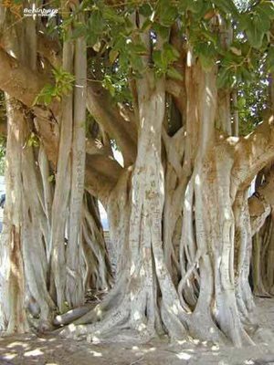چابهار-درخت-انجیر-معابد-45602