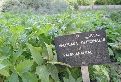 باغ گیاهان دارویی بو علی سینا