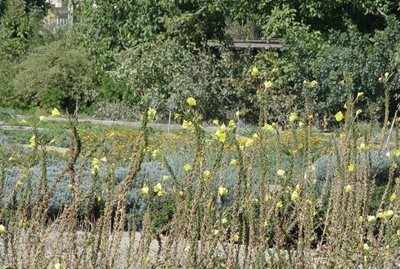 همدان-باغ-گیاهان-دارویی-بو-علی-سینا-46281