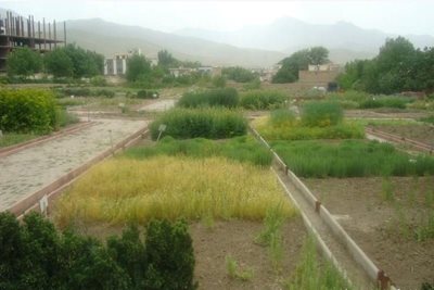 همدان-باغ-گیاهان-دارویی-بو-علی-سینا-46278