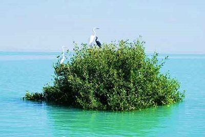 جاسک-جنگل-حرا-46763