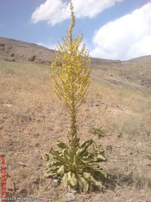 میانه-تپه-قارا-قایا-54529