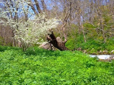 روستای شمشیر