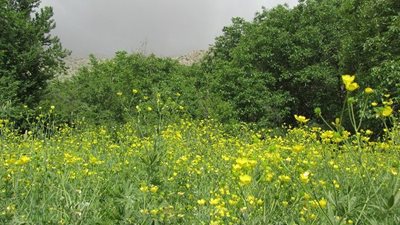 پاوه-روستای-شمشیر-56576