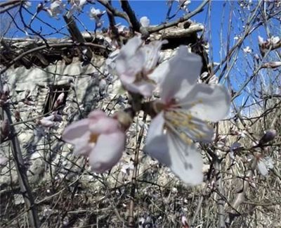 میانه-روستای-زرنکش-60571