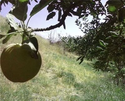 میانه-روستای-زرنکش-60572