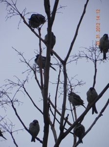 سنقر-سراب-گزنهله-60838