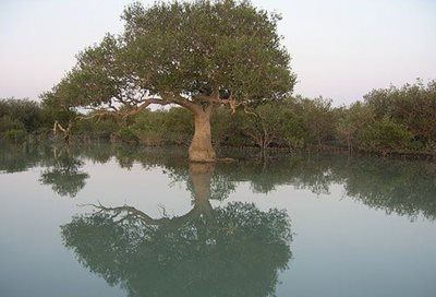 چابهار-جنگل-حرا-چابهار-61615