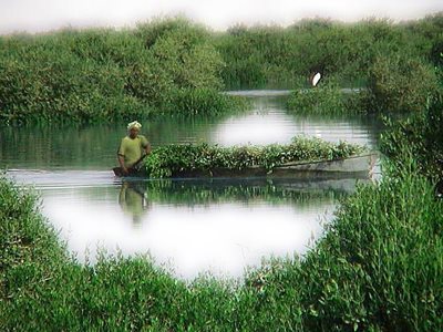 چابهار-جنگل-حرا-چابهار-61619