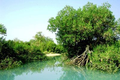 چابهار-جنگل-حرا-چابهار-61624