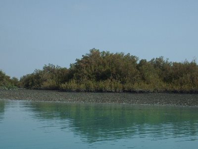 چابهار-جنگل-حرا-چابهار-61623