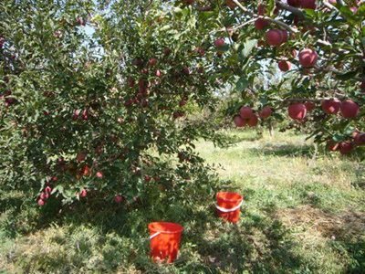 کوثر-روستای-صوفلو-62236