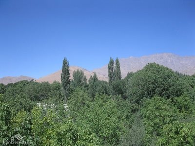 تویسرکان-دره-سرکان-62488