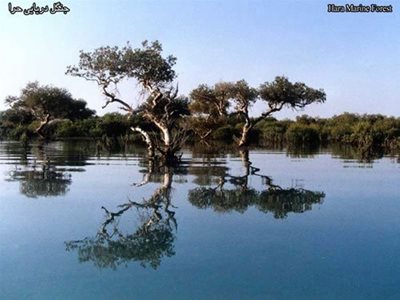 قشم-جنگل-حرا-قشم-63237