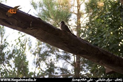 سرای علیقلی