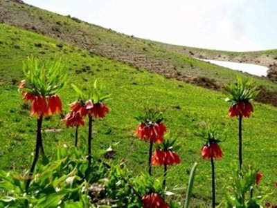 چادگان-دالان-کوه-74899