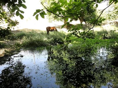 کوچه باغ های خامنه
