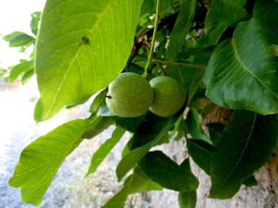 خامنه-کوچه-باغ-های-خامنه-76577