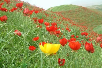 سوق-آبشار-طوف-خیمه-77237