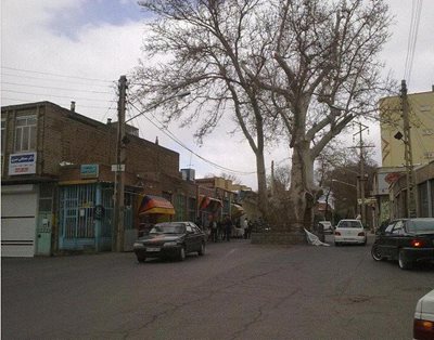 درخت چنار 1200 ساله اسکو