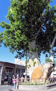 اسکو-درخت-چنار-1200-ساله-اسکو-79800