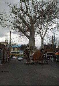اسکو-درخت-چنار-1200-ساله-اسکو-79801
