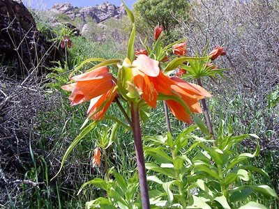 سراب-روستای-مشهدی-کندی-83344