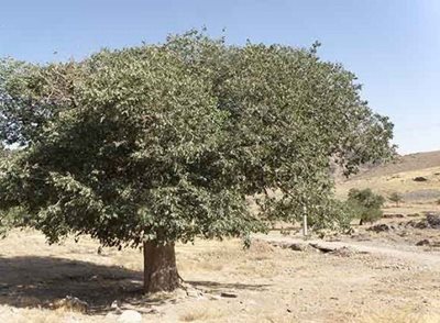 کاشان-روستای-نشلج-84942