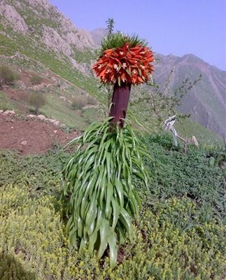 کوهرنگ-دشت-لاله-های-واژگون-86821