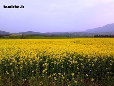 گرگان-آب-بندان-روستای-شموشک-86989