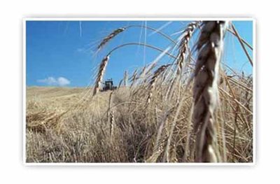 میانه-روستای-خلیفه-لو-88115