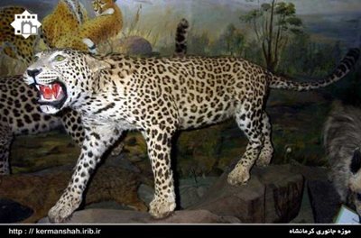 کرمانشاه-موزه-جانوری-کرمانشاه-91512