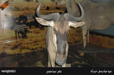 خرم-آباد-موزه-حیات-وحش-لرستان-92463
