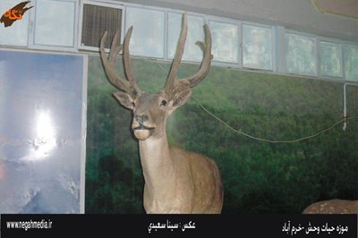 خرم-آباد-موزه-حیات-وحش-لرستان-92459