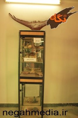 سیراف-موزه-ی-وایت-هوس-93425