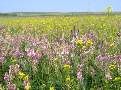 کورائیم-روستای-بوسجین-95718