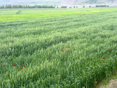 کورائیم-روستای-بوسجین-95717