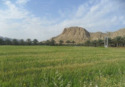 بوشکان-روستای-تنگ-زرد-99417