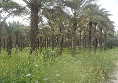 بوشکان-روستای-تنگ-زرد-99420