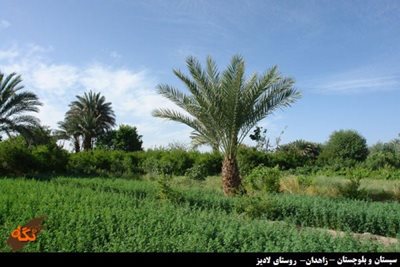 میرجاوه-روستای-لادیز-105364