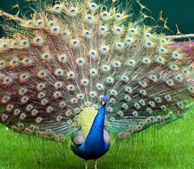 مشهد-باغ-پرندگان-مشهد-105436