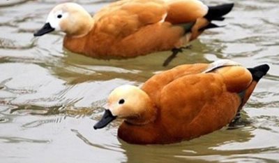 مشهد-باغ-پرندگان-مشهد-105439
