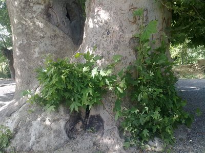 تفرش-روستای-فسنگان-105558
