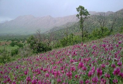 کامیاران-منطقه-حفاظت-شده-کوسالان-و-شاهو-106381
